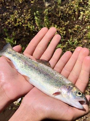 Rainbow trout