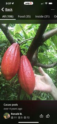 Hawaiian Cacao pods