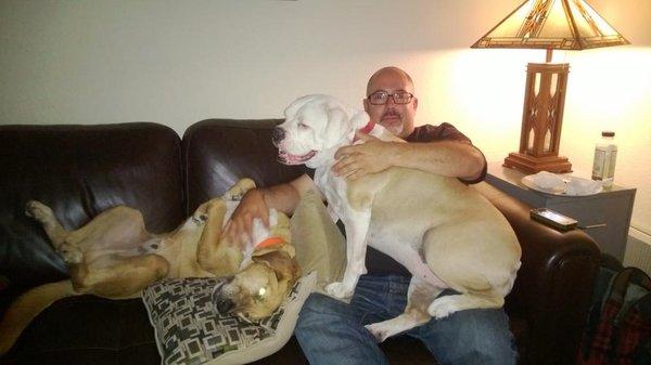 Lap Dogs