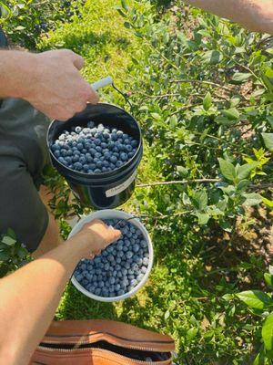 Buckets of blueberries