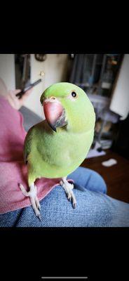 Kiwi a healthy African Ringneck.