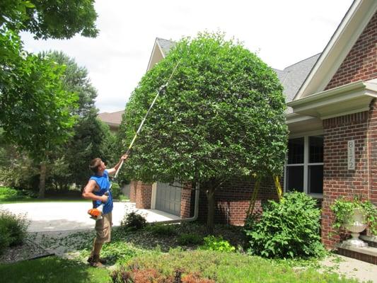 Branching Out Shrub Trimming