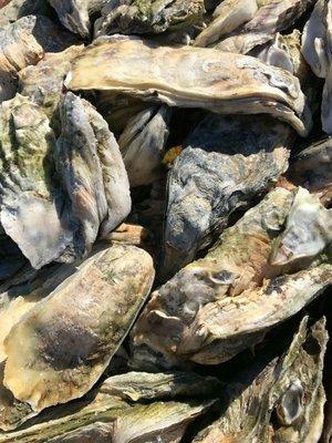 Local Salty Seaside Eastern Shore of Virginia Oysters