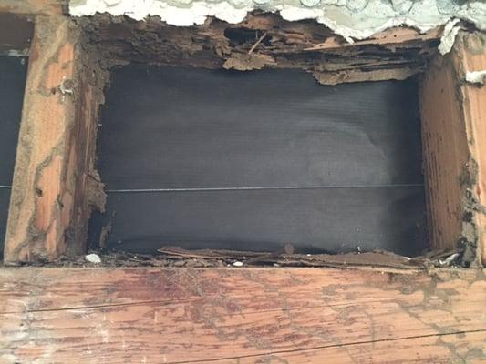 Subterranean Termite Damage at Interior Wall Void