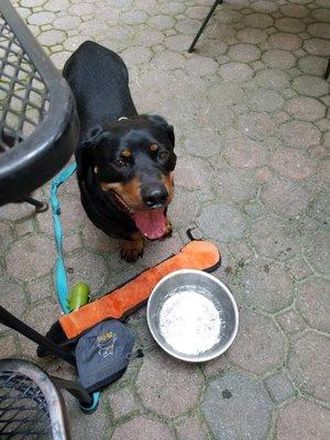 Georgie in the courtyard with a bowl of complimentary ice water.