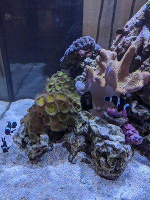 Black clowns and some coral