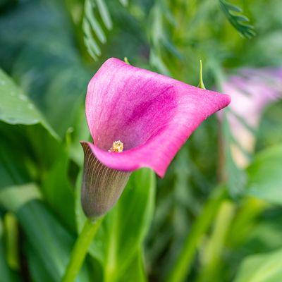 Pink Canna Lily close up.