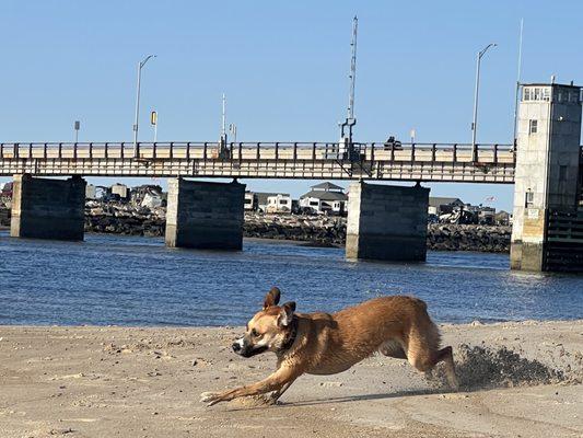 Luci enjoying her off leash freedom!