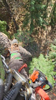 High Cascades Tree Service