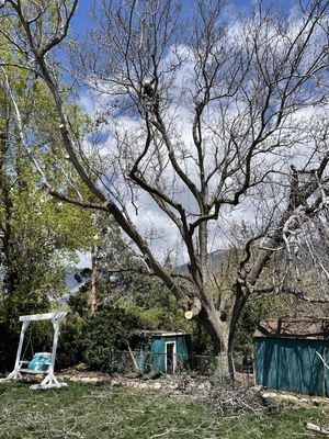 Tree trimming in Ogden UT