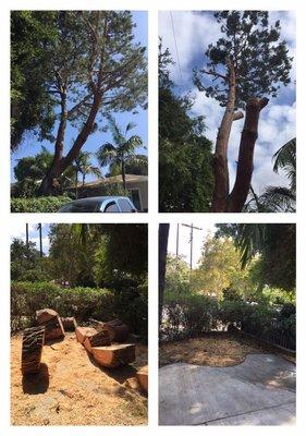 Another tree removal