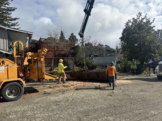 EMERGENCY TREE REMOVAL 24/7 Response.