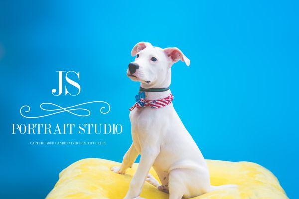 JS Portrait Studio | Delray Beach Pet Photographer