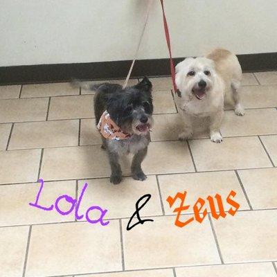 Lola & Zeus