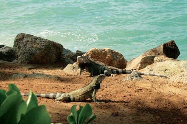 Iguanas at the Renaissance Hotel in Oranjestad, Aruba.