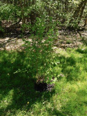 Vernal Witchhazel double the growth in a couple weeks!