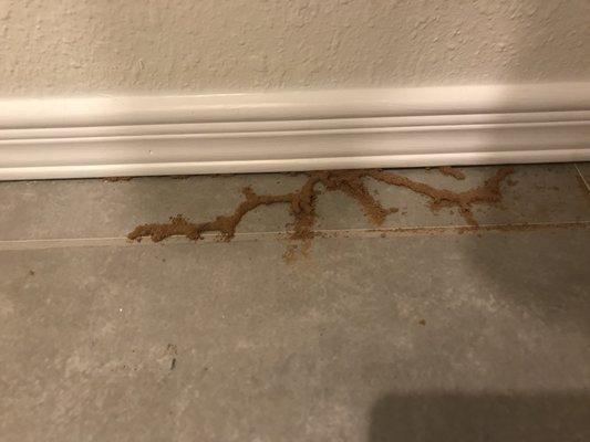 Termite activity in a customer's home closet. Mud tunnels and trails by subterranean termites.