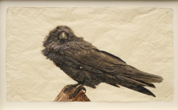 Raven - Photo on Gampi paper - Pete Zaluzec