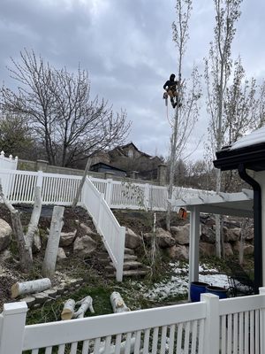 Tree removal in Bountiful UT