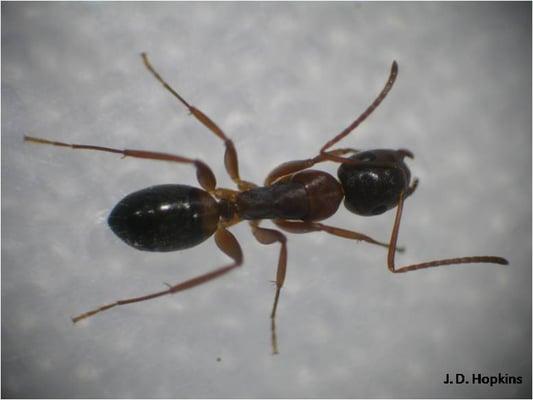 Carpenter Ant