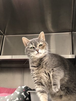 Bunny the cat, a past shelter cat