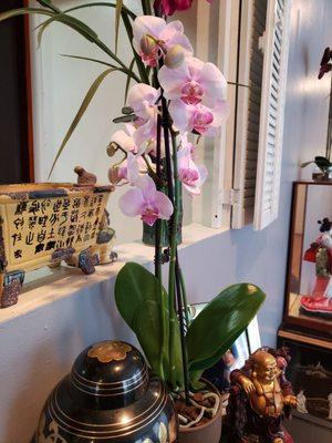 Pink Phalaenopsis Orchid