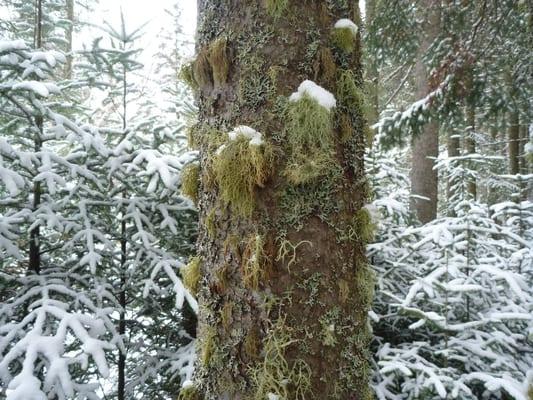 Mossy Trees