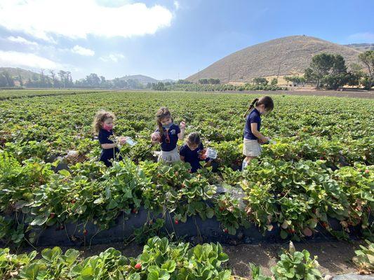 Farm field trip picking strawberries