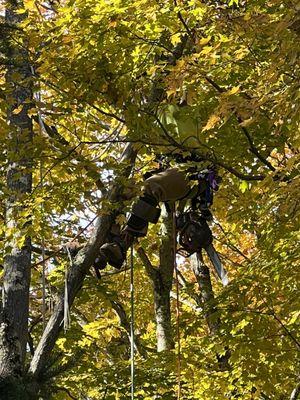 Arbor Art Tree Service