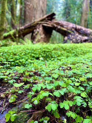 Humboldt Redwoods State Park