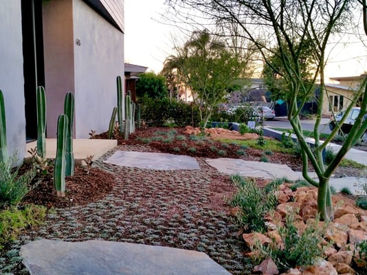 Side entrance with dymondia pathway and mexican fence post cactus.