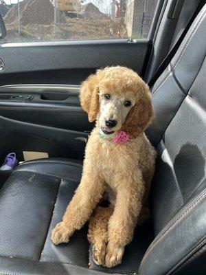 My Lil Anna! My first red poodle