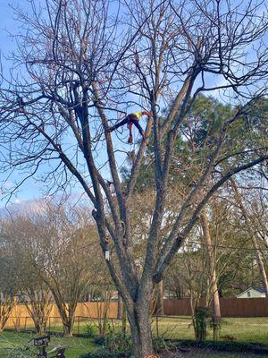 Texas Cowboy’s Tree Service