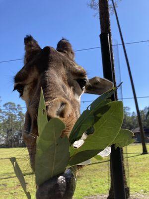 Giraffe eating leaves