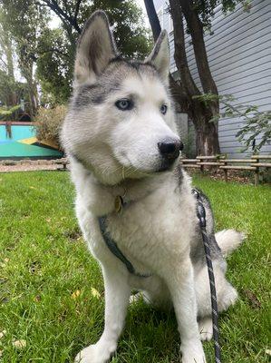 Leo is a happy husky who has five dog walks every week. Dogs benefit with a daily brisk walk, especially larger breeds like his!