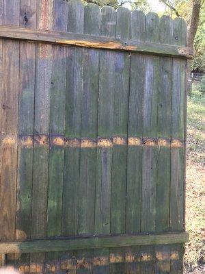 Remove Mildew from fence