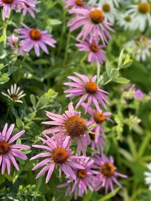 Cone flowers