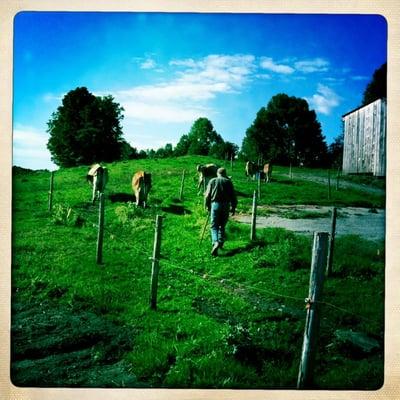 Farmer Bob putting the milk cows out for the day