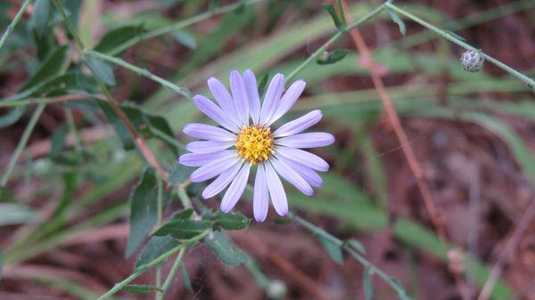 Flower in the Carl Hunter Wildflower Glen