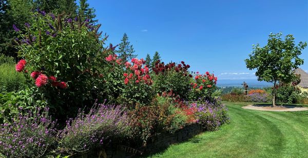 Display Gardens at Lux Perennials Nursery