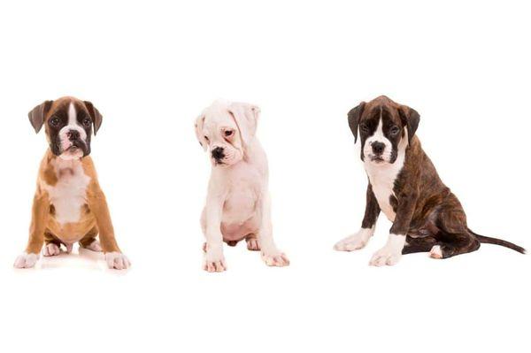 Boxer Puppies For Sale