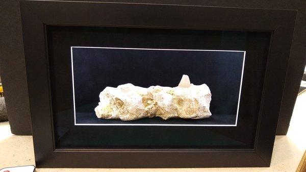 Custom made lighted box for dinosaur fossil.