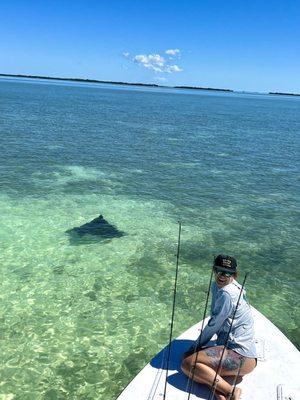 Large Spotted Eagle Ray on the Flats of Key West