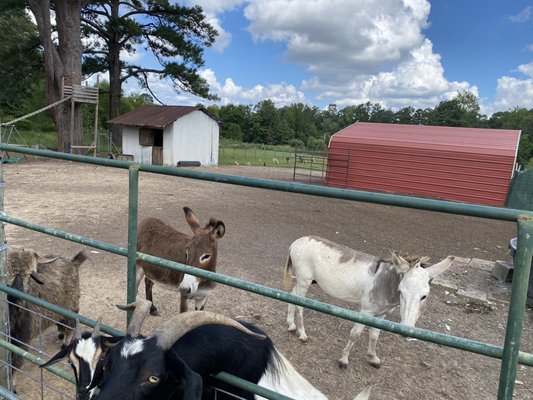 Goats and donkeys