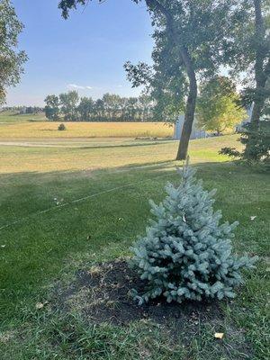 Bonnie Blue Colorado Spruce from Norms planted. Beautiful tree!