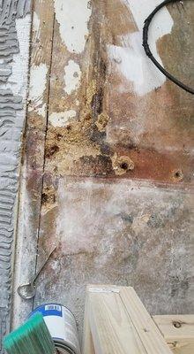 Moldy sub-floor of shower