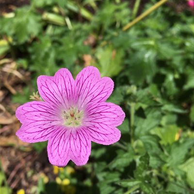 What's the name of this beautiful flower?