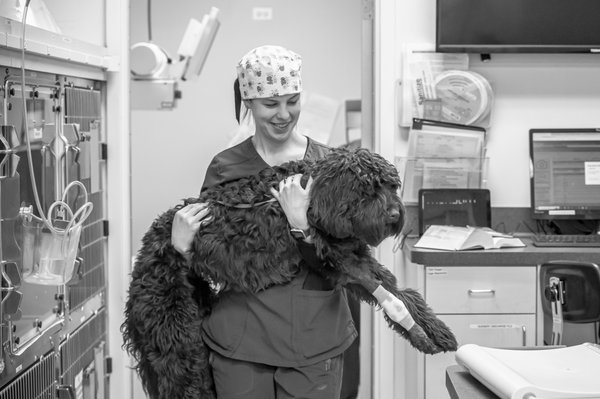 West Loop Veterinary Care - Streeterville