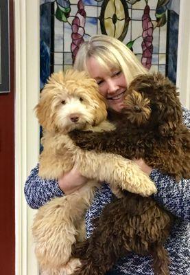 Hales Labradoodles Pooh Bear and Snuggles