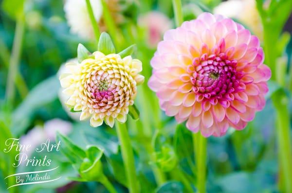 Fine Art Prints by Melinda